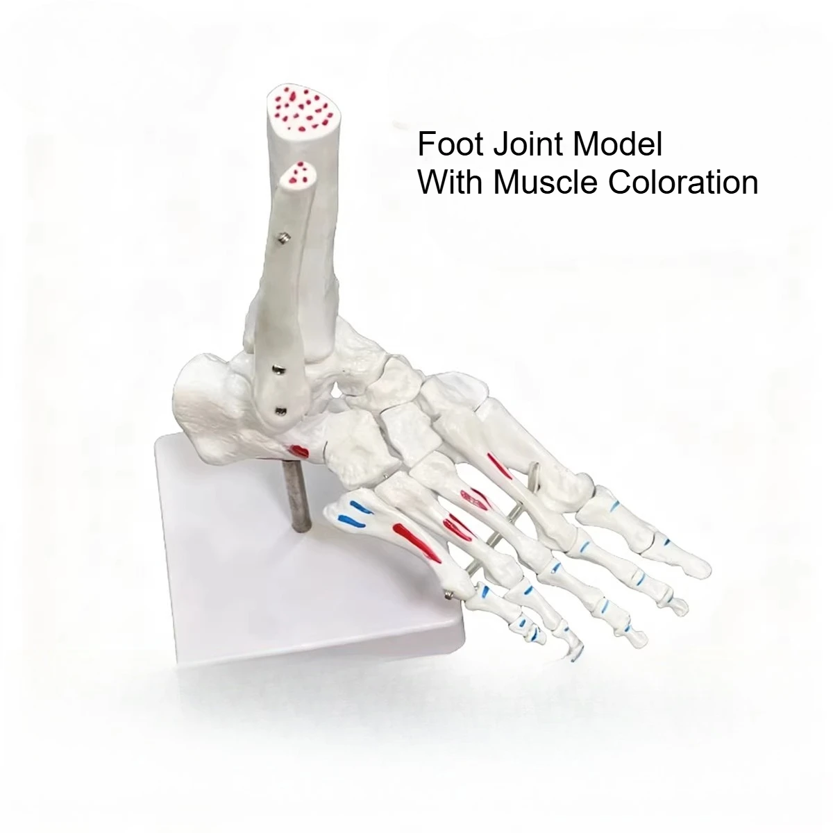 1:1 Big Medical Human Skeleton Foot Bones Anatomy Model Foot and Ankle With Shank Bone Anatomical Model Greys Anatomy