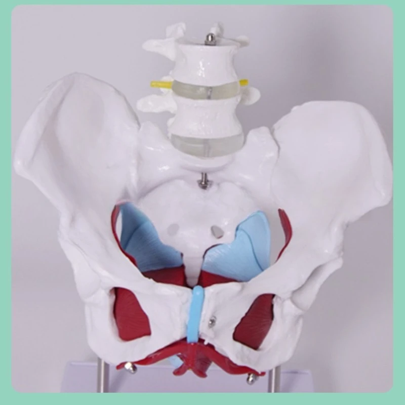 

Female pelvic reproductive anatomy model, pelvic structure, two lumbar vertebrae, pelvic belt floor muscles,