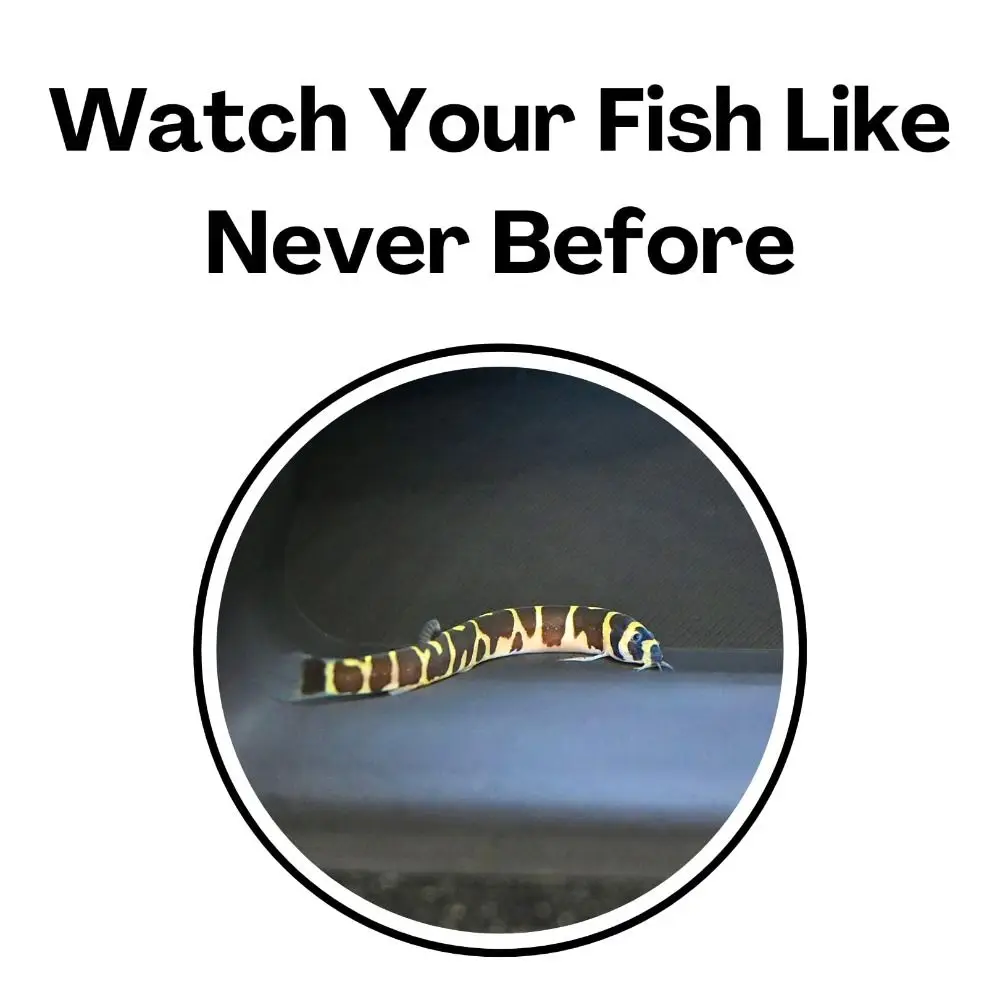 متعددة الوظائف حوض السمك تحت الأرض نفق كهف تحت الحصى نفق منحنى حوض السمك الديكور نفق الكهوف خزان الأسماك الديكور