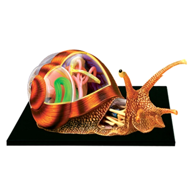 

Puzzle Assembling Toy Educational Assembly Toy Simulation Animal Biological Snail Organ Anatomy Teaching Model