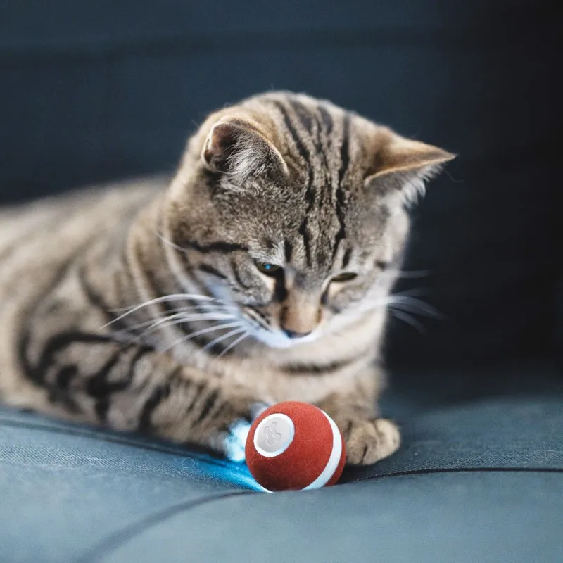 Imagem -04 - Lmzoe-automatic Touch Sensing Rolling Ball para Animais de Estimação Chase Play Bolas Inteligentes Leves Gatos