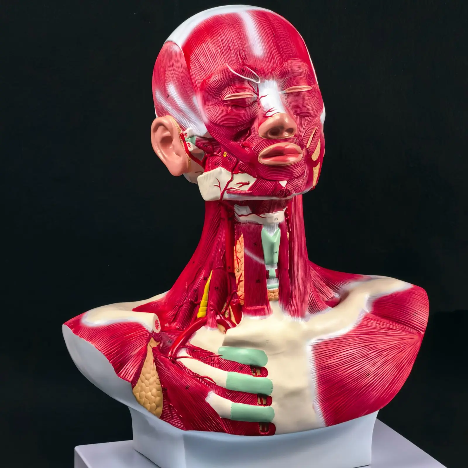 Modello di soluzione per il collo e il torace con testa umana in PVC Modelli didattici medici