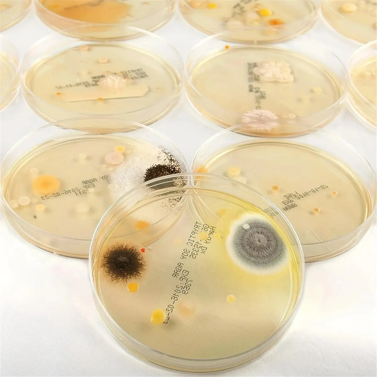 A10R 1 Set Scientific Research Laboratory,Microbial Colony Observation Experiment,Disposable Petri Dishes (Agar Not Included)