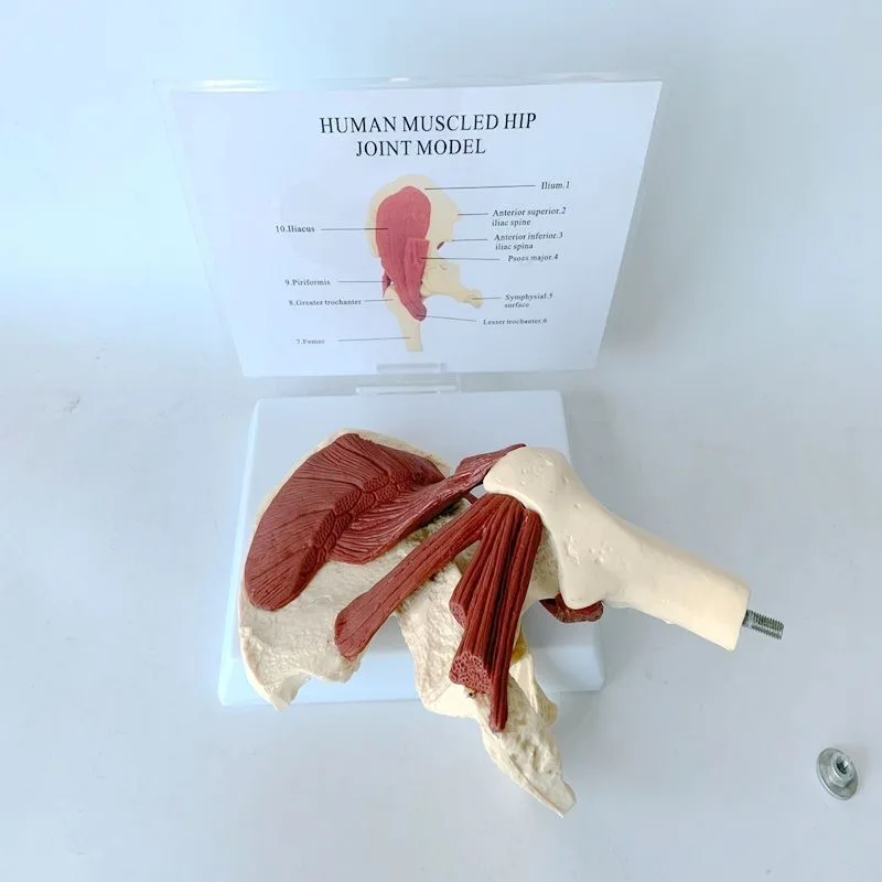 Teaching model of human hip joint with muscle anatomy and ligament movement, pelvic and femoral teaching aids