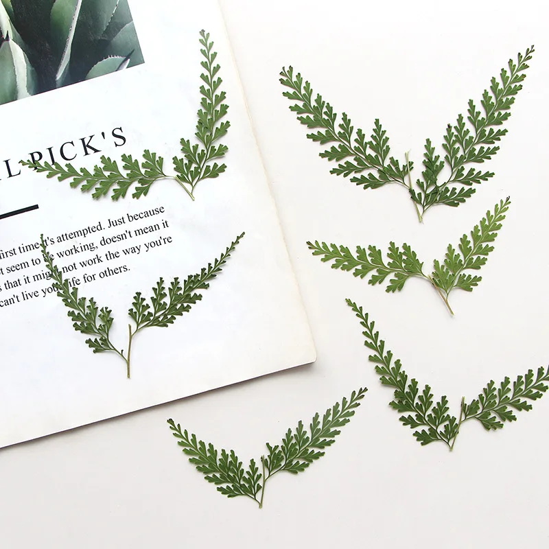 5-7cm/12pcs,Nature pressed fern branches,DIY bookmarks greeting cards drip gum phone case photo frames true leaf plant specimens