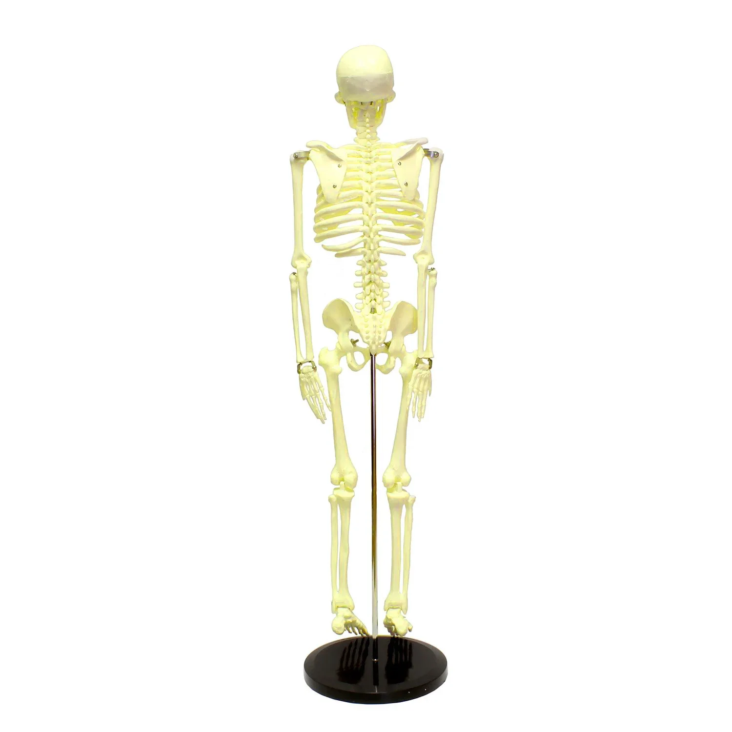 

Medical standard for fine arts and medicine 45CM skeleton model of human skeleton model