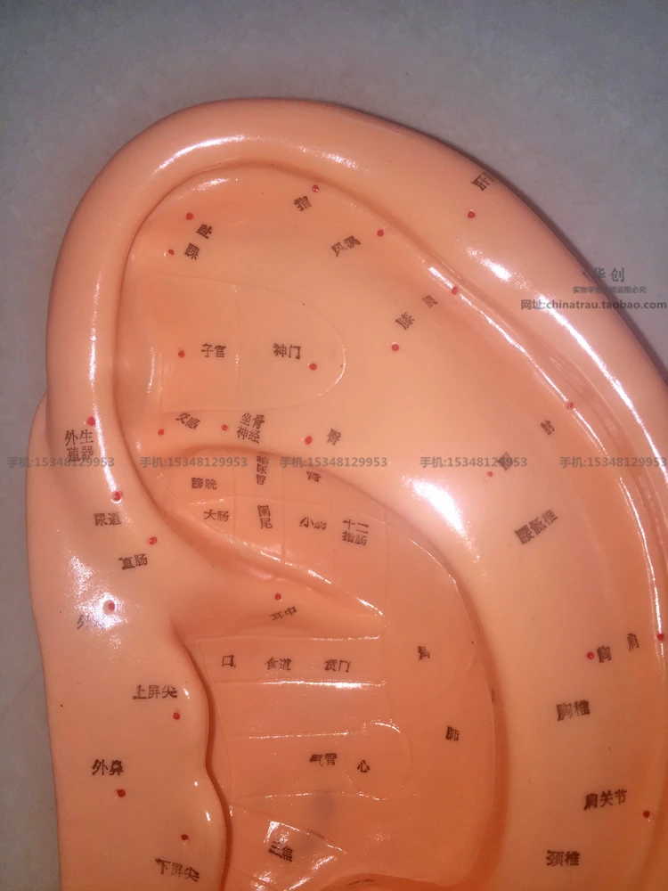 40/22cm plastic acupuncture reflection area ear model acupuncture point model Chinese edition