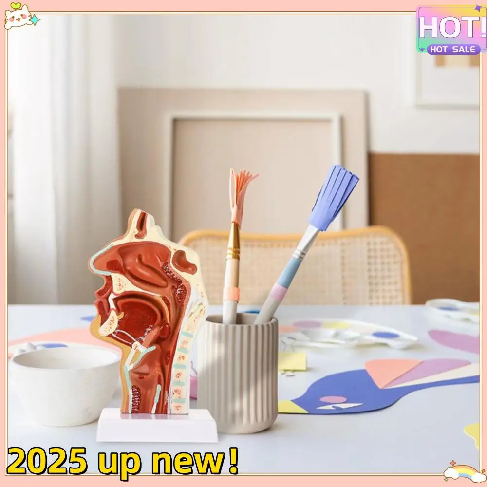 

Нежная текстура, модель носовой полости, модель полости рта, фармацевт, ларинкс, анатомическая модель горла и глотчатая полость, отоларинголог