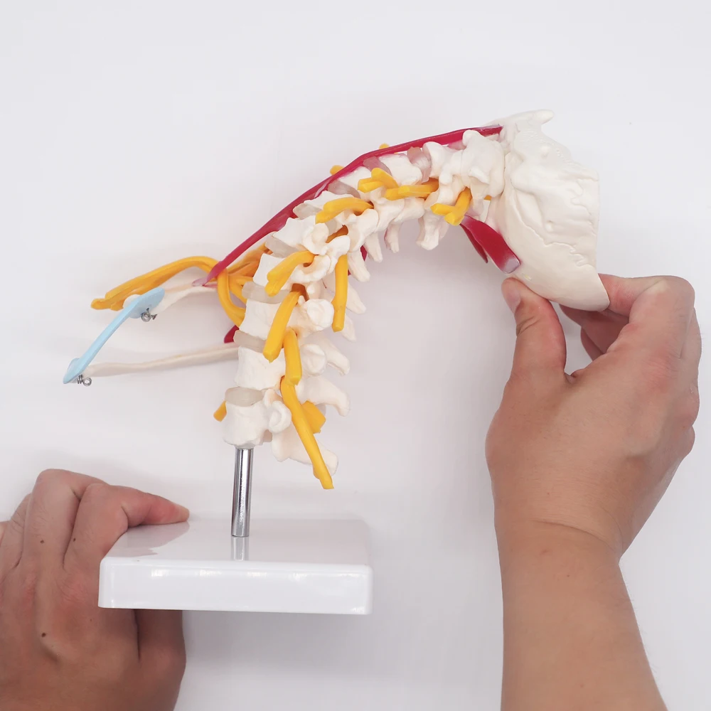 1:1 حجم الحياة الإنسان العمود الفقري العنقي تشريح نموذج الأعصاب التشريحية دراسة العلوم الطبية أدوات التدريس #2