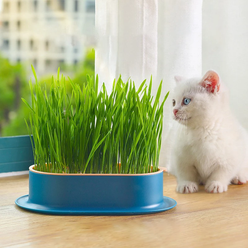 Pet Cat Sprout Dish Growing Pot Hydroponic Plant Cat Grass Germination Digestion Starter Dish Greenhouse Grow Box Reusable