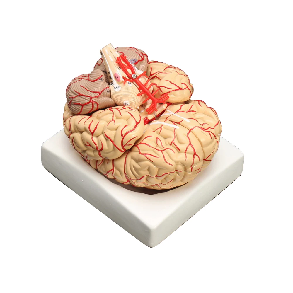 Cartoon model Human Life Size brain anatomy model Medical Set 8 Parts Budget Brain Arteries Model Anatomy