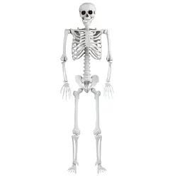 Simulated Human Skeleton 165cm 1:1 Realistic Plastic Skeleton Haunted House Decoration Halloween Party Ornament Props