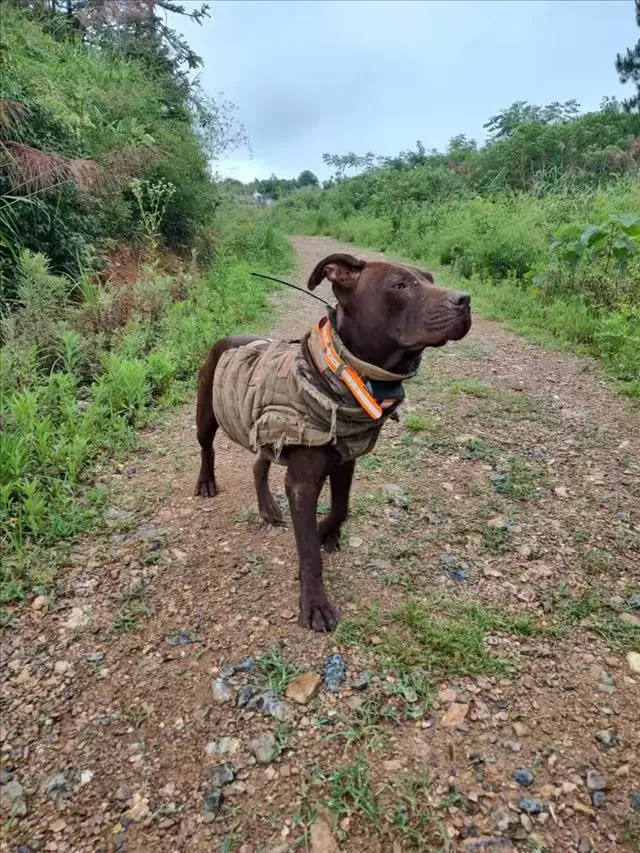 2023 Hot Hunting Real Time Dog Tracker 15km Without SIM Card Waterproof GPS Handheld And Collar With Training Function