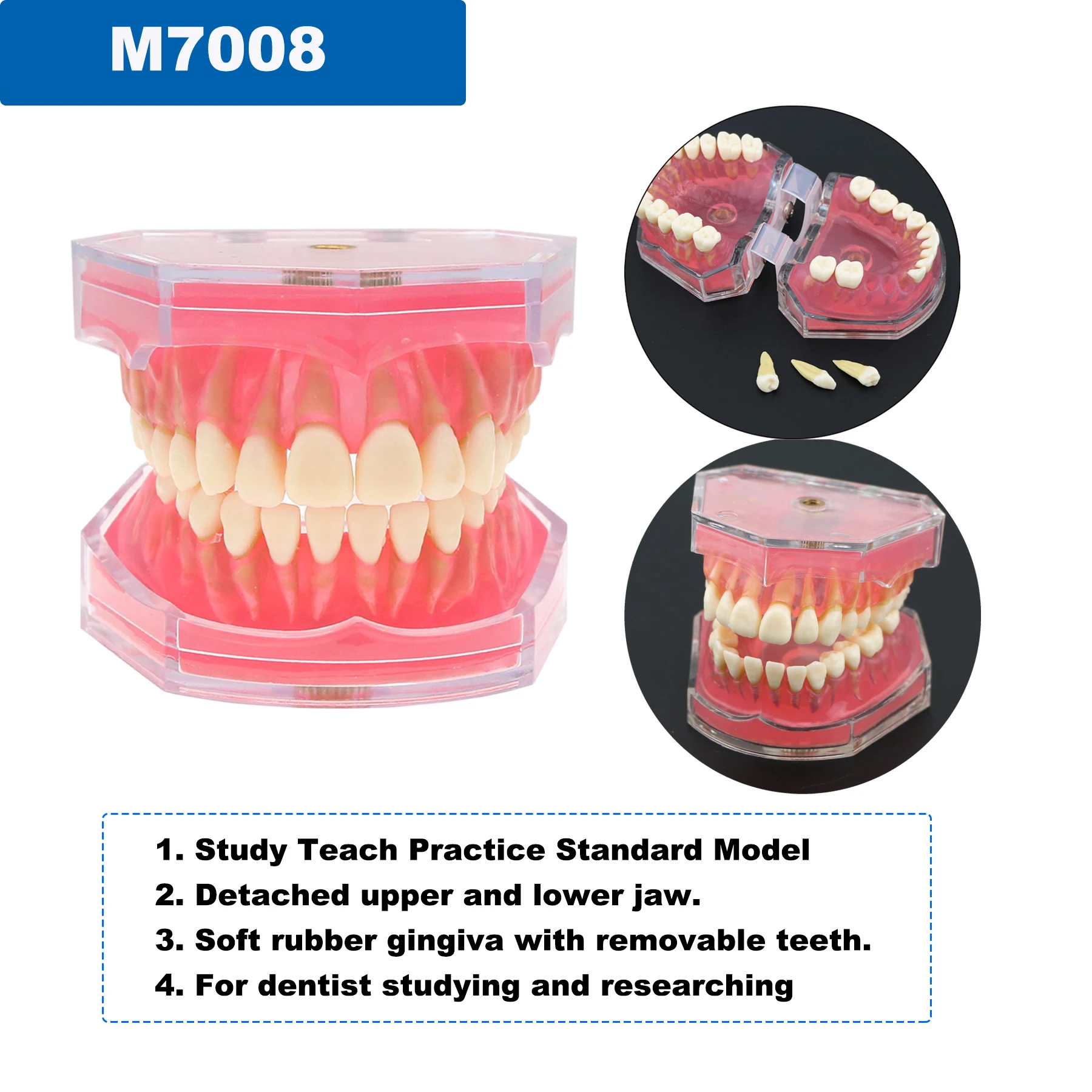 Standardowy Model dentystyczny Model zębów modelu patologicznego nauczania stomatologicznego ortodontycznego implantu przyzębia