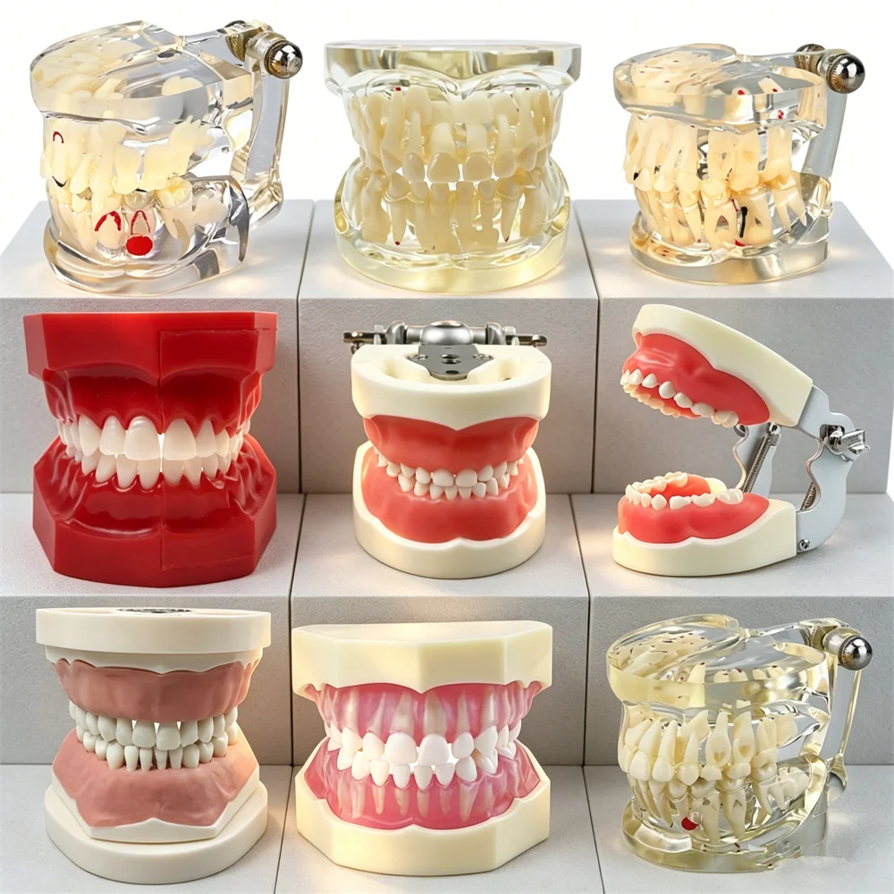 

Child Dental Teaching Teeth Model Kid Primary and Permanent Teeth Alternate Model Removable Teeth Practice Demonstration Tools