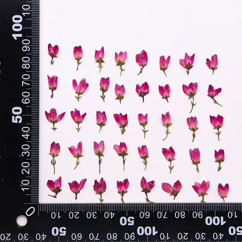 Kit de 12 Piezas de Flores Prensadas de Jaca para Arte en Resina, Marcadores de Libros con Flores Secas, Manualidades Botánicas, Fabricación de Joyería