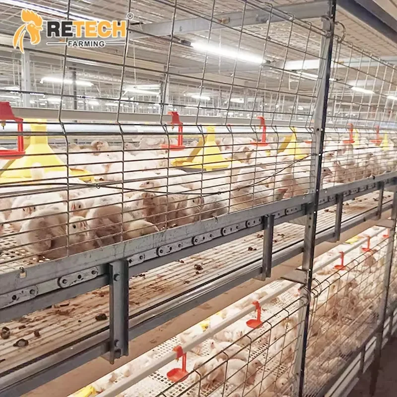 Automatic Chain-type Harvesting Broiler Raising Equipment for Philippines Market for 68K to 100K Chickens