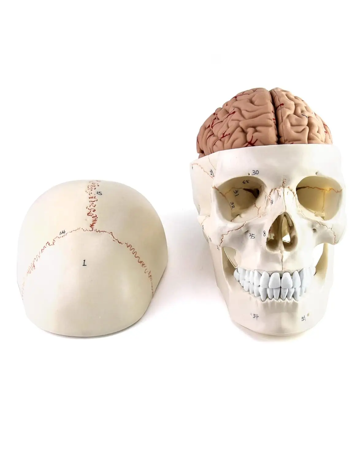 

Life-Size Human Skull and Brain Anatomy Model, 11 Parts, Numbered for Science Teaching and Learning