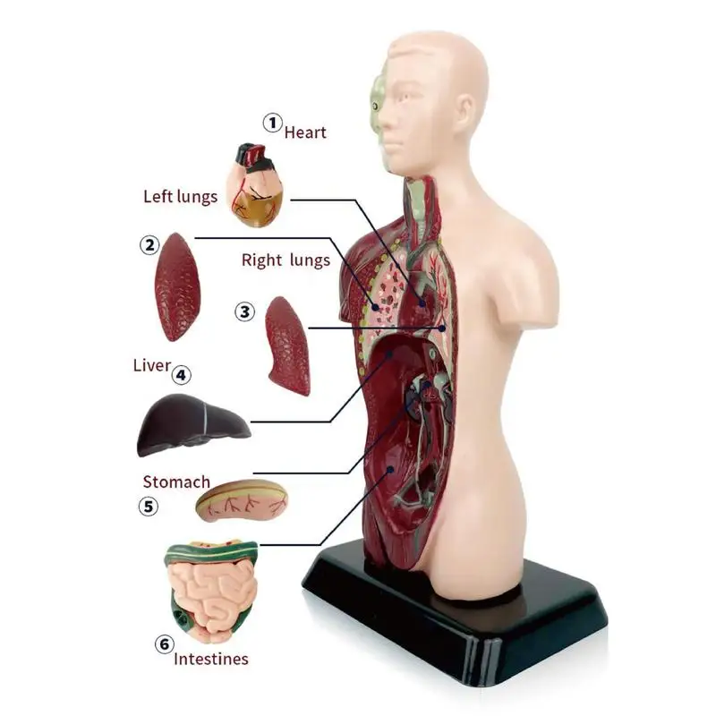 Modelo de corpo de torso humano, 6 peças removíveis, órgãos educacionais, modelo de torso médico para ensino escolar, estudo anatômico e ciências