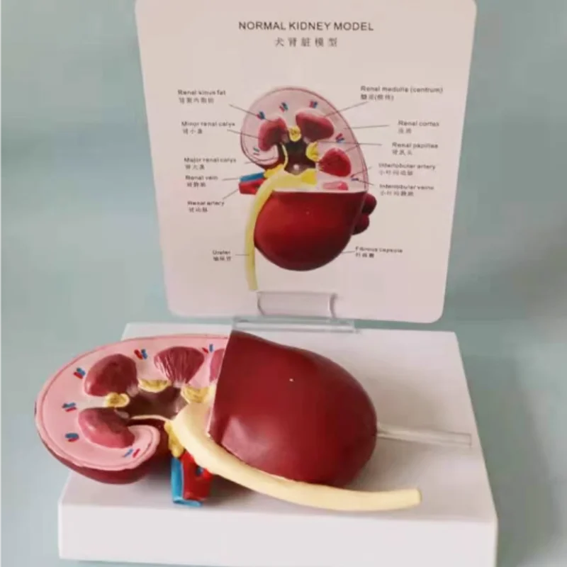 

Pathological and healthy anatomical model of dog kidneys, canine pet teaching AIDS, veterinary medical model