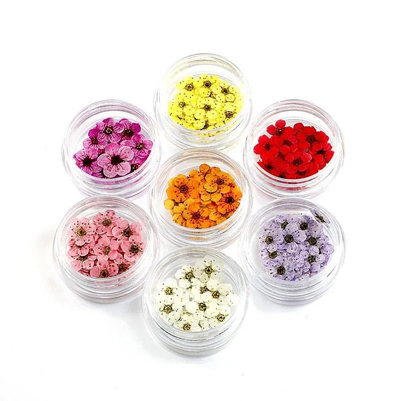 20pcs/box Pressed Dried Narcissus Plum Blossom Flower For Epoxy Resin Jewelry Making Nail Art Craft DIY Accessories