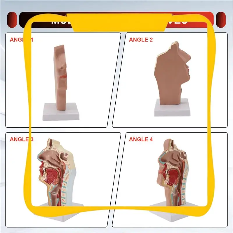 

Nasal Cavity Throat Anatomy Model Human Anatomical Pharynx Larynx Model For Students Study Display Teaching