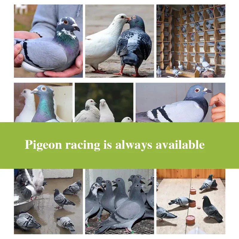 New epidemic Kang racing pigeon carrier pigeon probiotics 250ml parrot bird diarrhea water green stool common problems