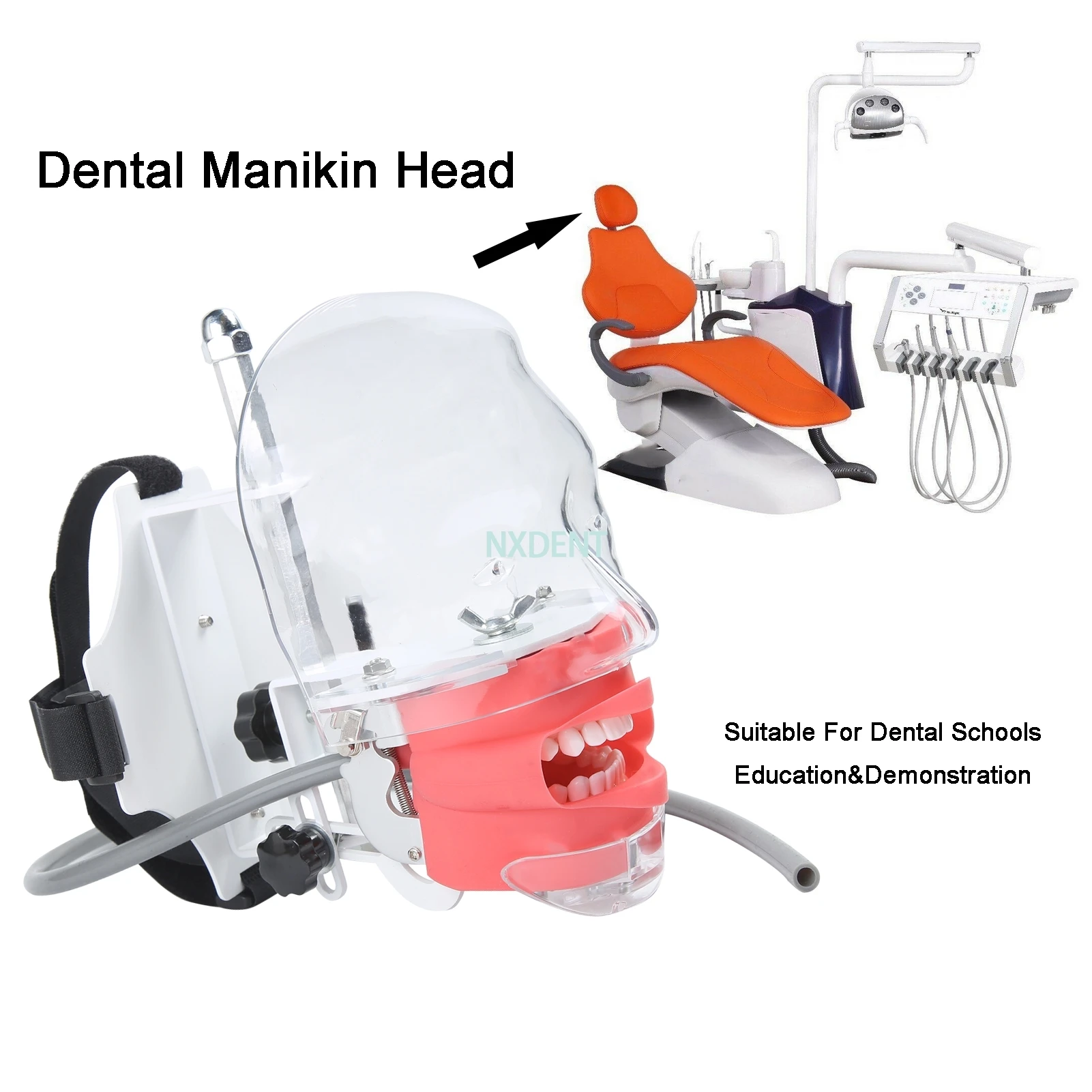 Dental Simulator Phantom Head Can Installed On The Pillow Simple Head Model With Teeth For Dentist Teaching Practice Training