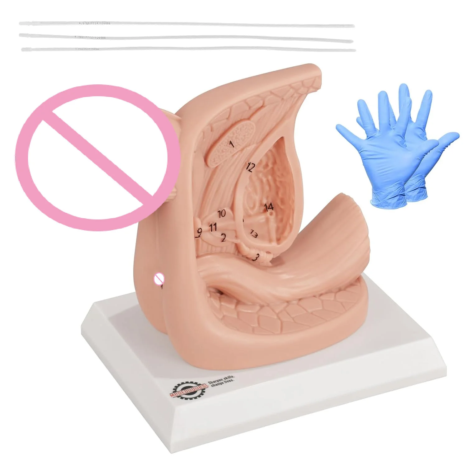 Male Urinary Anatomy Model Urinary Catheter Practice Urethral anatomy structure for Ehysiology Education Clinical Skill Training