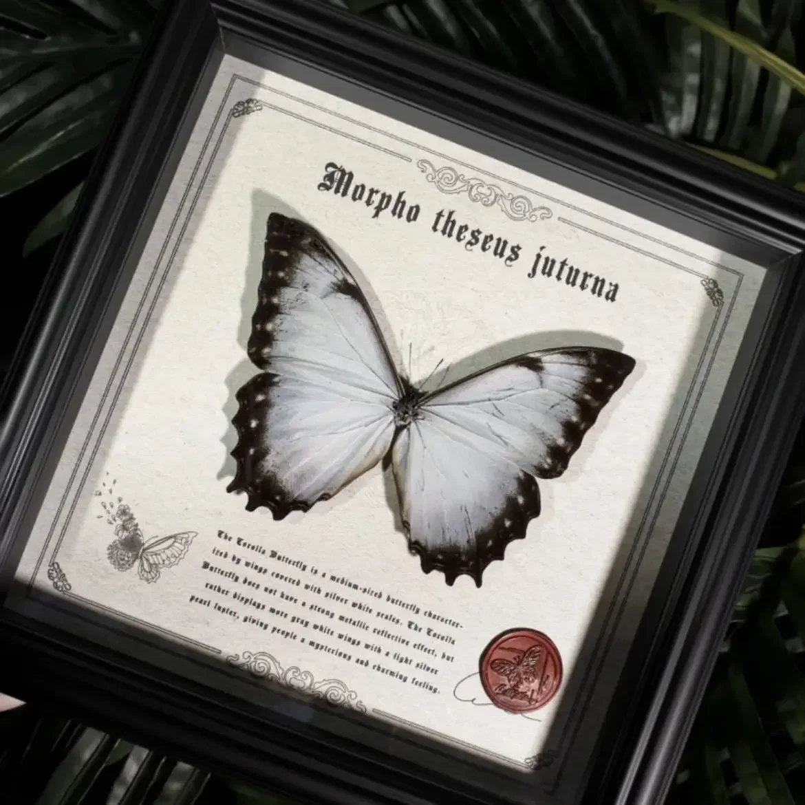 Butterfly specimen wall-mounted three-dimensional ornament niche retro handmade decorative painting