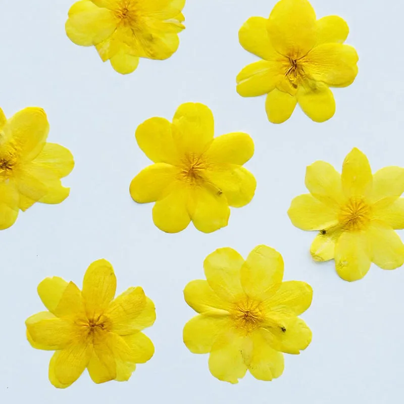 

60Pcs Yellow Winter Jasmine Dried Flowers Pressed Flowers DIY Materials Resin Phone Case Desk Lamp Photo Frame Plant Specimen Pressed Flowers Dried Flower Frame Specimen