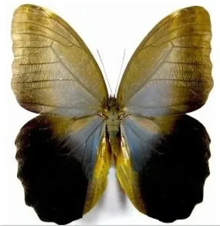 1PCS Natural Real Natural Unmounted Butterfly Specimen Artwork Material Colorful Mixed Le Papillon Home Decoration DIY  Statue