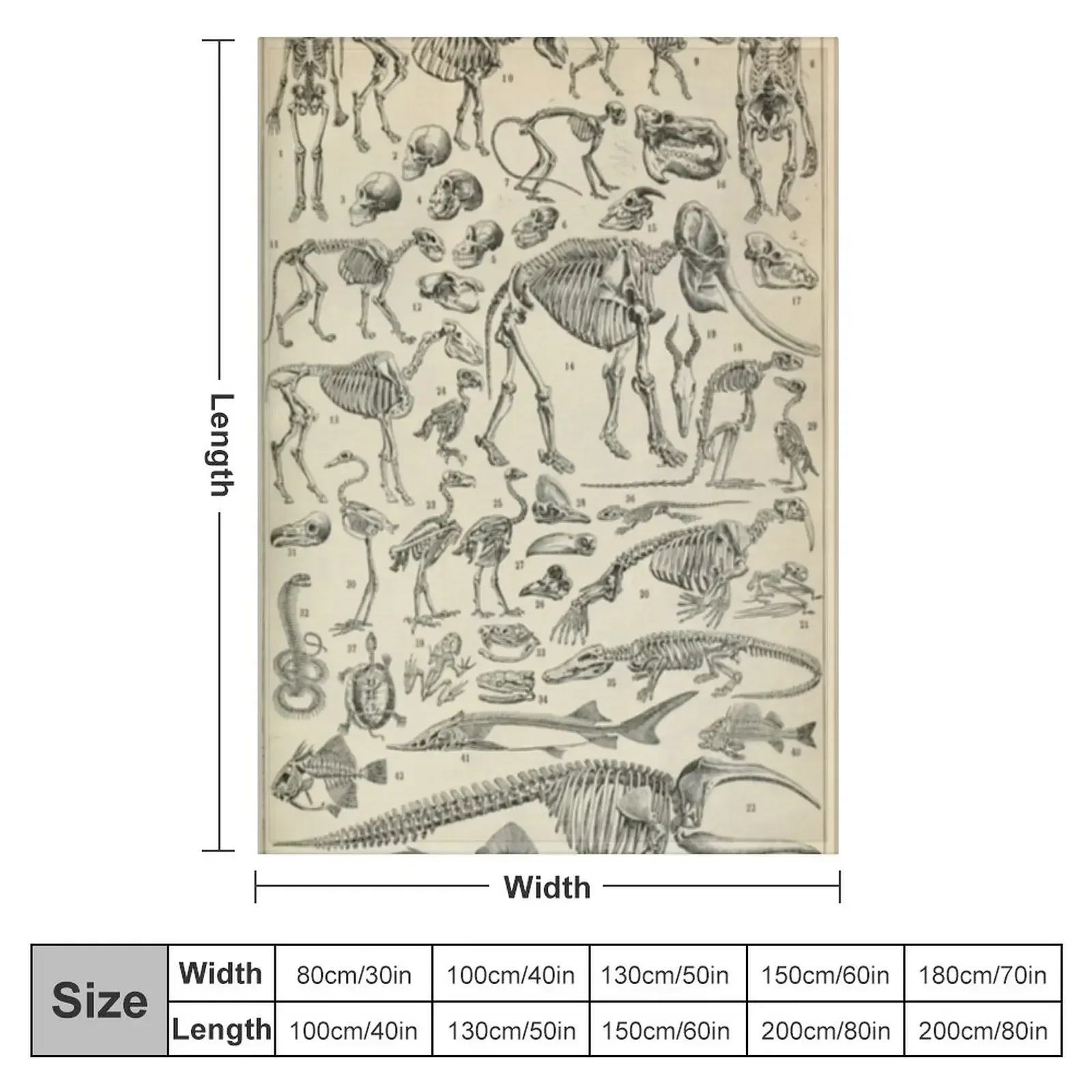 Skeletal Anatomy Throw Blanket couch cozy soft plush fuzzy picnic outdoor blanket