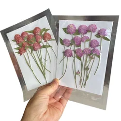 7.5-13.5CM/24&12 PCS Real Natural Pressed Dried Gomphrena Flowers,Dry Press Globe Amaranth Flower DIY For Epoxy Resin Jewellery