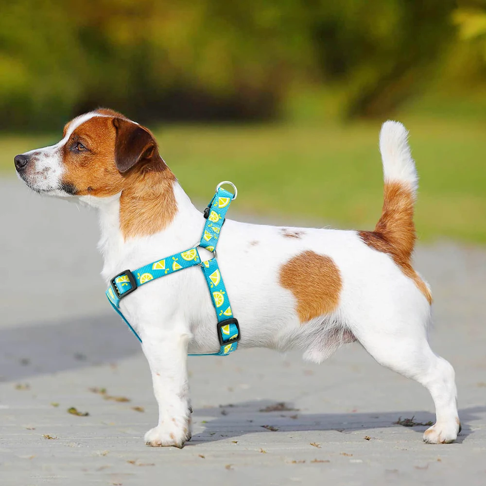 All For Paws Dog Harness For Small Large Dogs Blue Lemon Printed Nylon Adjustable Vest Outdoor Walking Running Dog