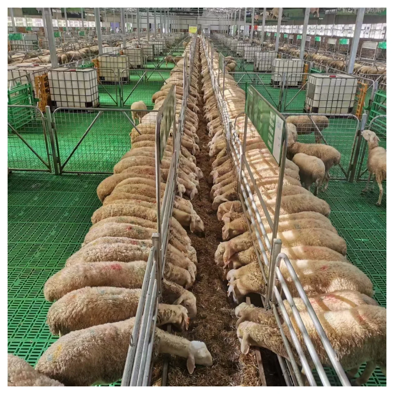 

Пластиковый пол с планками для козьей фермы 600*600*50 мм, оптовая продажа, пластиковый реечный пол для козьей фермы