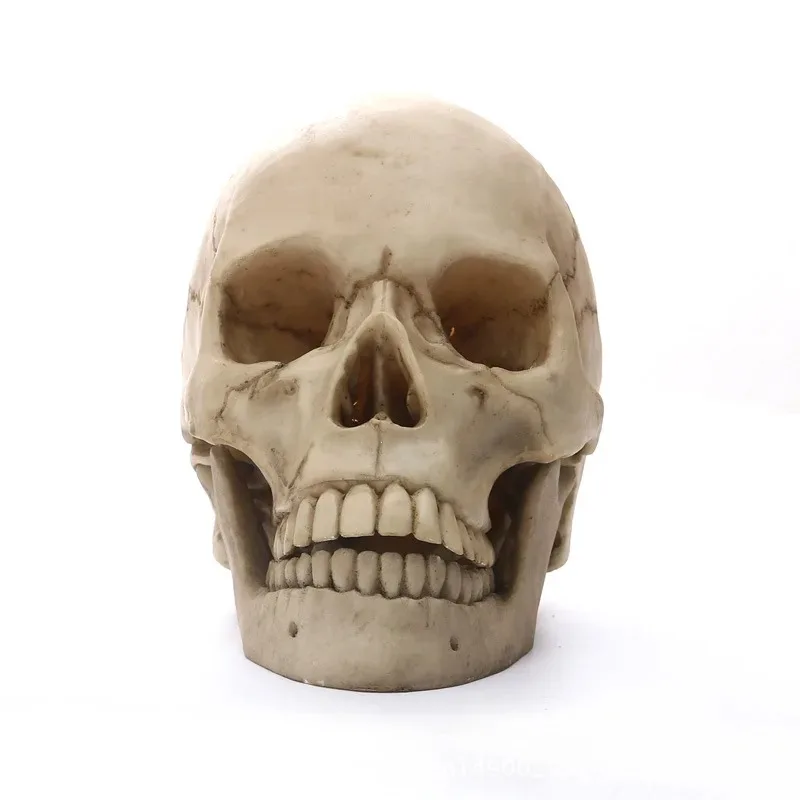 Everbright Store Human Musculoskeletal Bust Sculpture Art Skull Headbone Sketch Anatomical Reference Model