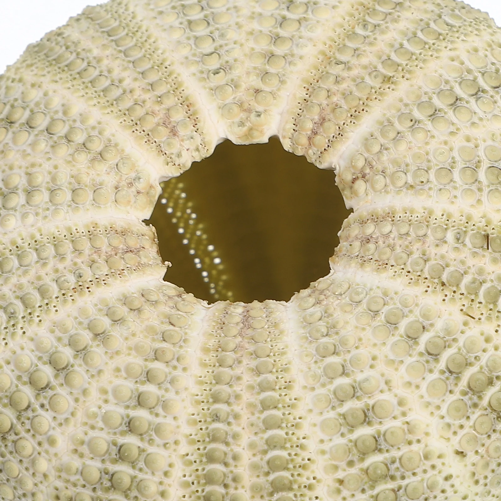 6Pcs Natural Sea Urchins Shells Nautical Seashell Decor Mini Succulent Planter Display Sea Urchins Shells Shell Charms