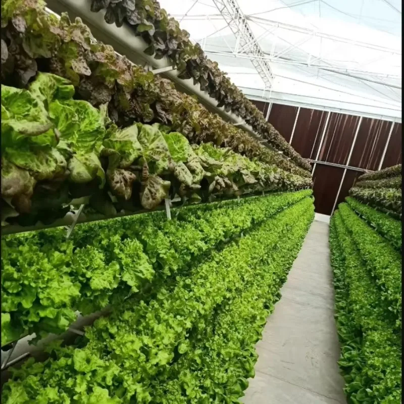 نظام Nft للزراعة المائية مع مجموعات ثقوب 36/54/72/108 نظام AType العمودي أنظمة الزراعة المائية أنبوب PVC