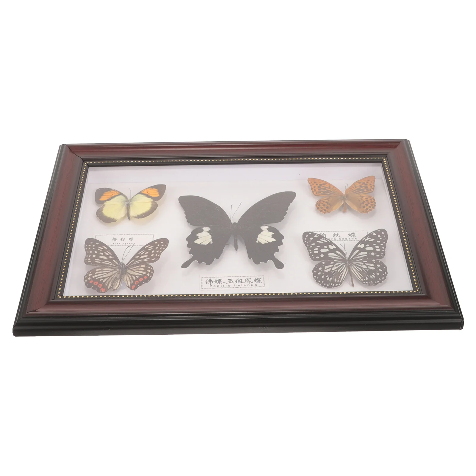 Butterflies Specimen Picture Frame Butterfly Photo Wall Decoration Wooden Display for Hanging