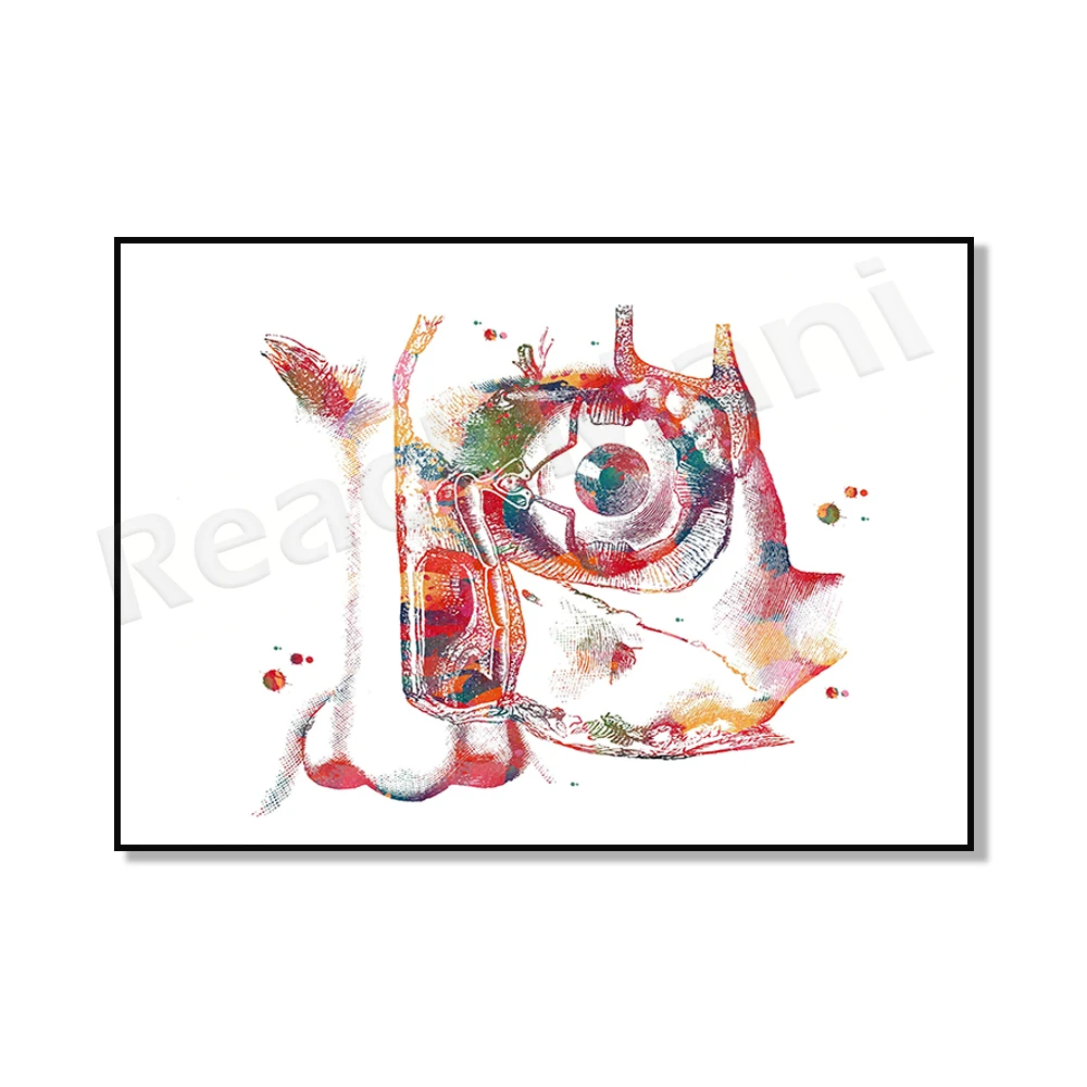 Lacrimal gland equipment eye anatomy human eye watercolor optometry ophthalmology poster, lacrimal gland physiology medical art