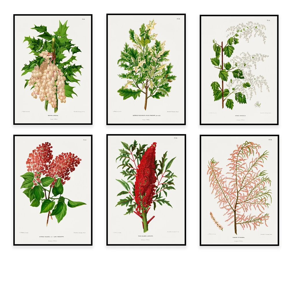 Abraham Jacobs Wendel botanical illustrations, broadleaf meadowfoam, flame flower, Pomona Netherlands Botanical Garden poster