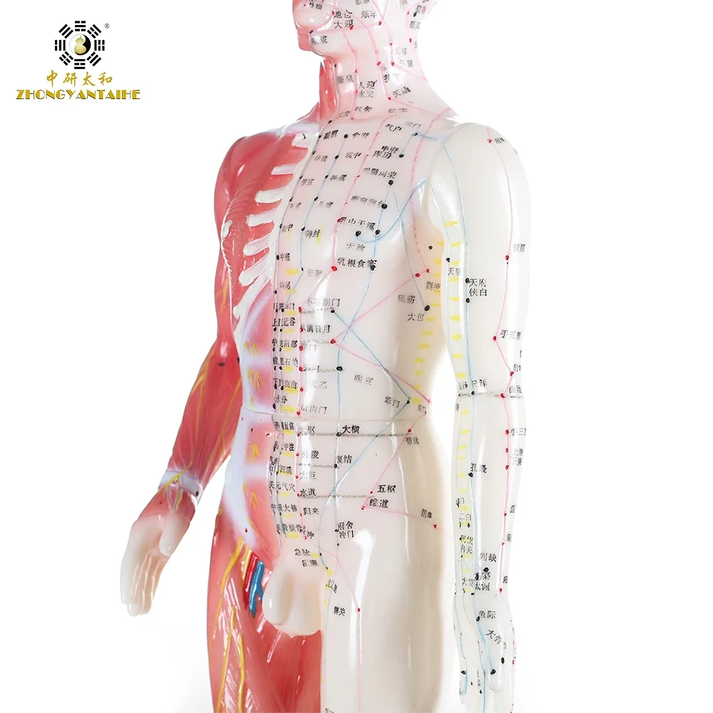 Male Human Acupuncture Points&Muscle Model Acupuncture Point Chinese Body Model for Acupuncture Point Muscle Anatomy