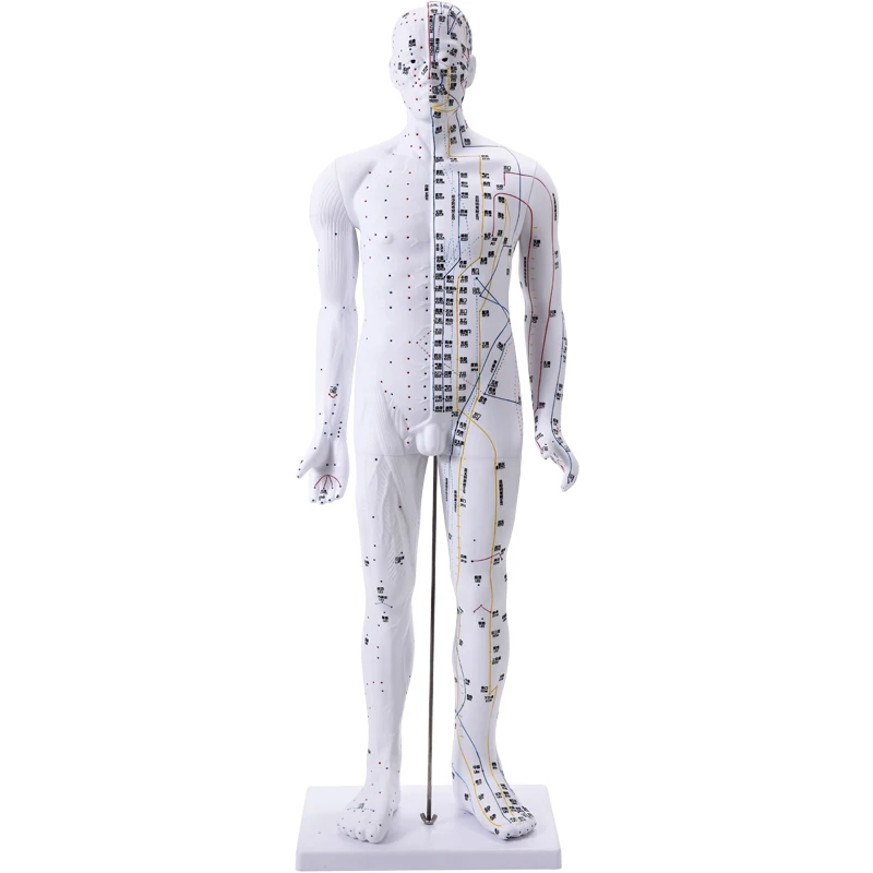 85cm Male Lettering Acupuncture Point Mannequins For Body Student Medical Research Massage Reflex Zone Teaching Display