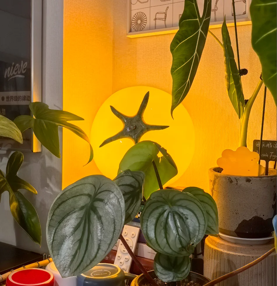 

Декоративная маленькая настольная лампа, ночник в форме помидора, прикроватный светильник для спальни, настольная лампа в форме помидора, декоративный светильник в форме помидора.