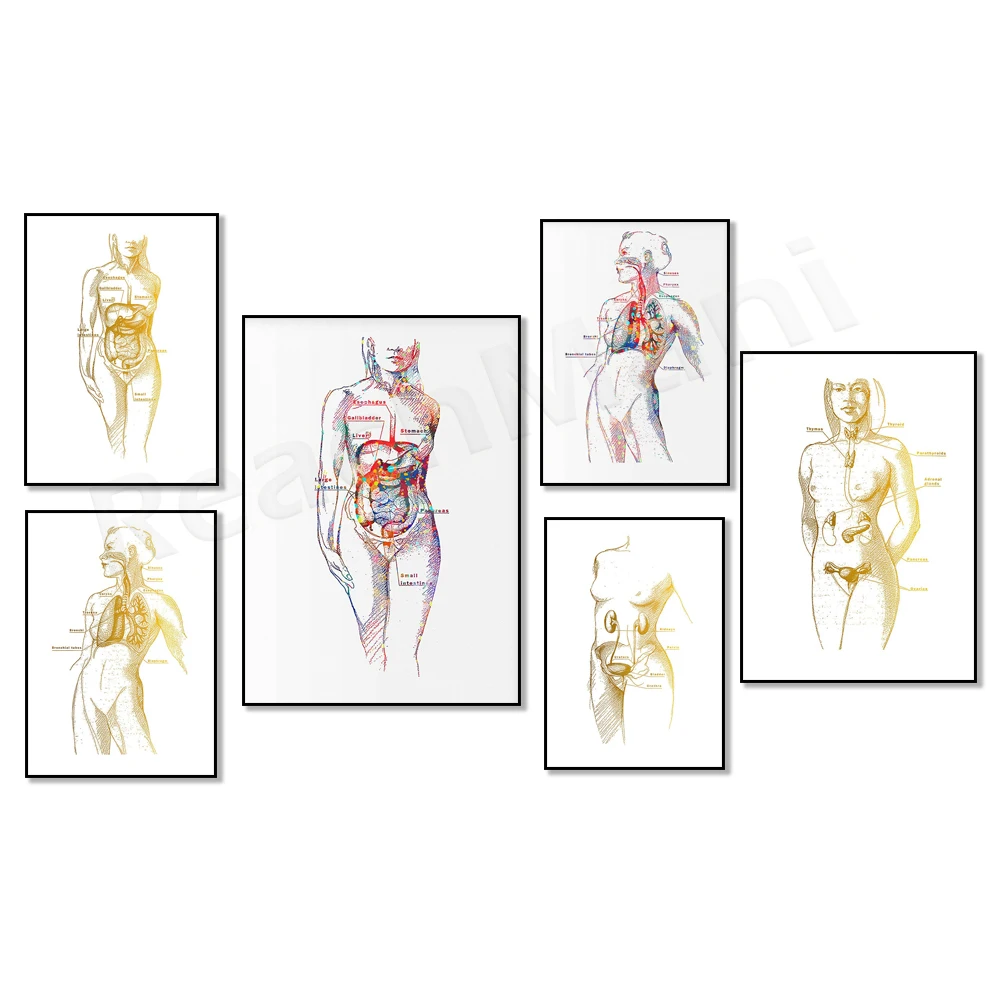 Female Anatomy Poster, Physiological Art, Reproductive System, Digestive, Respiratory, Urinary, Clinic Medical Decoration