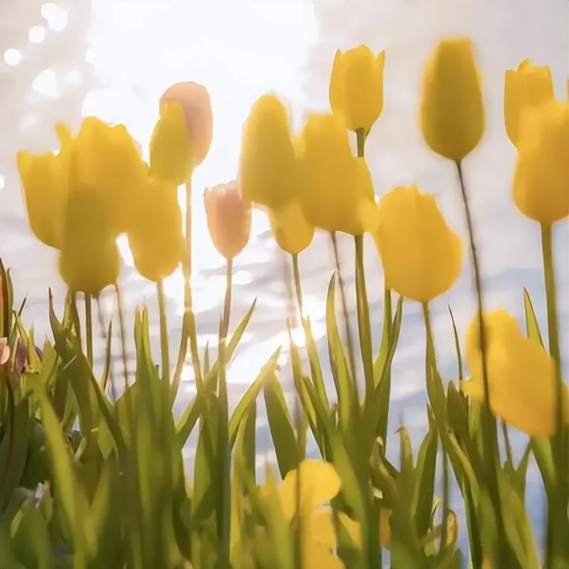 

10.25" Screen For Jaguar XJL XJ 351 2010-2018 Car Android GPS Stereo CarPlay 4G Multimedia Video Player Autoradio Navigation