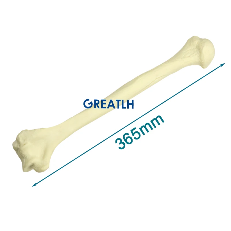 Piankowa korowa skorupa z wewnętrznym kaczelnym wiertłem Humerus Model ludzki Model kości