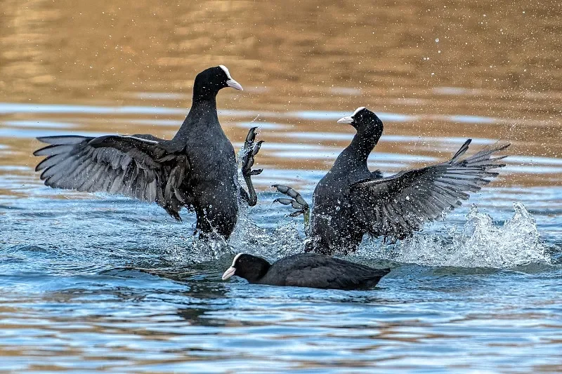BETAFPV Pavo Femto Brushless Whoop - 2S, 1102 14000KV Motor, ELRS 2.4G (Compatible with DJI O4 Air Unit)