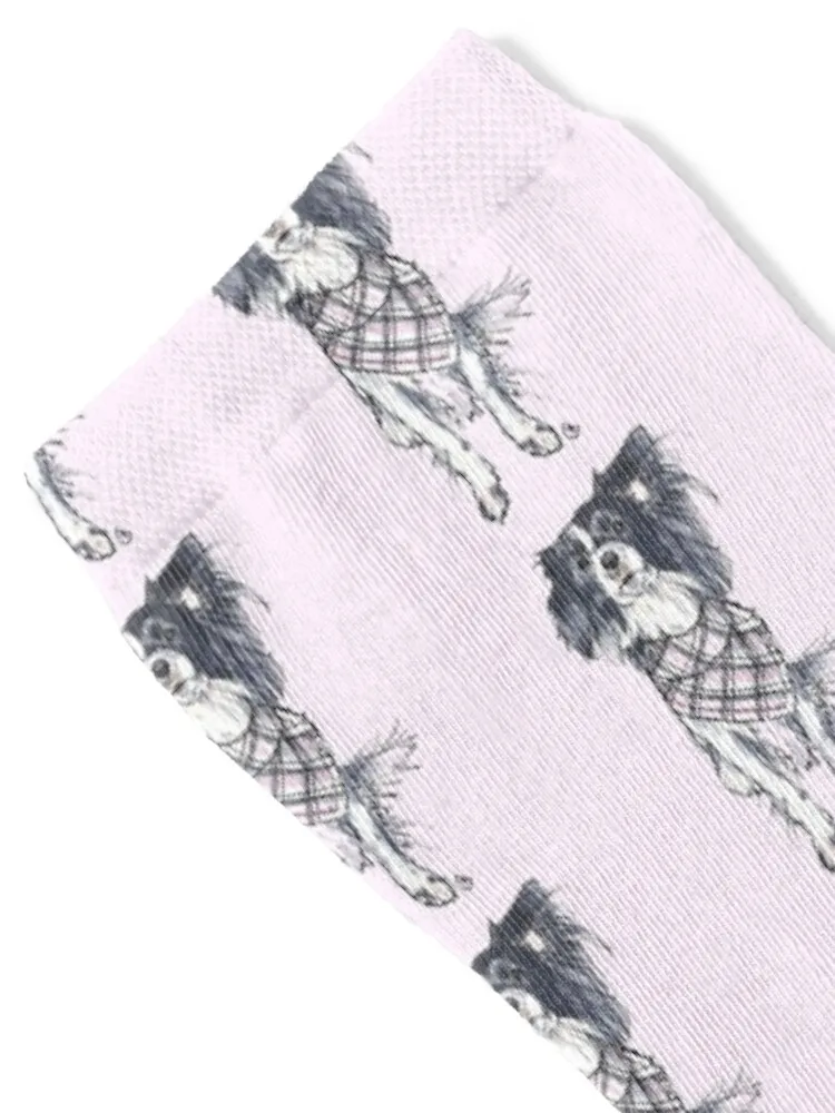 Border Collie/Papillon Mix Socks